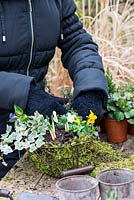 Planting a January Basket. Step 5: Fill in the gaps with long lasting violas  and Eranthis hyemalis, winter aconites.