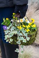 Planting a January Basket, with Crocus 'Cream Beauty', Vinca major, Eranthis hyemalis, Viola 'Penny Lane Mixed' and variegated ivy.