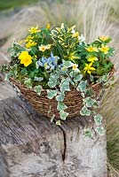 Winter hanging basket planted with winter aconite, white viola, Crocus 'Cream Beauty', variegated ivy, Iris reticulata 'Katharine Hodgkin' and Euonymus fortunei.