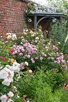 Summer border with roses inc 'Buff Beauty', 'Felicia' and 'Cornelia' - Helmingham Hall, Suffolk