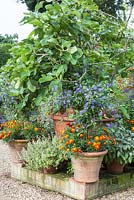 Ficus with half standard Solanum rantonnetiis and tagetes in containers