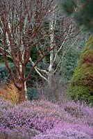 Picea glauca var. albertiana 'Conica', Erica carnea, Acer griseum and betulas in The Winter Garden at RHS Garden Rosemoor.