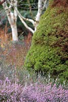 Picea glauca var. albertiana 'Conica' with erica and betula.