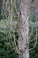 Populus tremula 'Erecta' in February. RHS Rosemoor