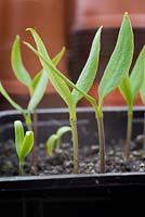 Growth development of Pepper 'Hungarian Hot Wax' - Capsicum annuum seedlings