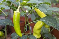 Capsicum annuum 'Hungarian Hot Wax' -  Developing fruit of Pepper 'Hungarian Hot Wax'