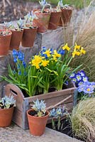 A Wooden box planted with Narcissus 'Tete-a-Tete' and blue grape hyacinth - Muscari armeniacum. In terracotta pots, Iris 'Katharine Hodgkin'.