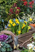 Set against backdrop of red berries of evergreen heavenly bamboo - Nandina domestica, wooden box planted with Narcissus 'Tete-a-Tete' and blue grape hyacinth, Muscari armeniacum. Behind, Skimmia japonica and white heather. In front, ivy, primulas, Cyclamen persicum, ornamental cabbage and pots of emerging crocus bulbs. 