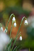 Galanthus 'Tomoko'. Colesbourne Park, Gloucestershire 