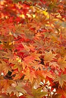 Acer palmatum 'Osakazuki' AGM foliage with autumn colours