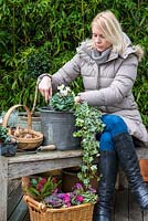 Planting a winter container. Step 2: Cyclamen persicum is planted alongside Helleborus niger 'Christmas Carol' and trailing variegated ivy.