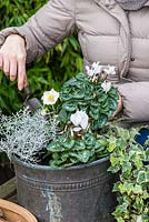 Planting a winter container. Step 4: A second white Cyclamen persicum is planted alongside silver-leaved Calocephalus 'Silver Sand', trailing variegated ivy and Helleborus niger 'Christmas Carol'.