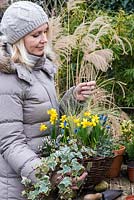 Planting a late winter wicker hanging basket. Step 8: Place the Stipa tenuissima in the space left in the very centre.