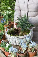 Planting a February basket. Step 2: positioning Lithodora diffusa 'Heavenly Blue' on the edge.