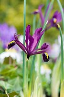 Iris reticulata 'J S Dijt', winter flowering bulb, in February