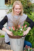 Planting an April Hanging Basket. Red and white plants: Tulipa 'Pinnocchil', Bellis perennis, Euphorbia amygdaloides 'Purpurea', Saxifraga 'Pixie', Carex Comans 'Milk Chocolate'.