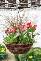 April Hanging Basket of red and white plants: Tulipa 'Pinnocchil', Bellis perennis, Euphorbia amygdaloides 'Purpurea', Saxifraga 'Pixie', Carex Comans 'Milk Chocolate'.