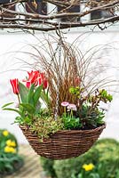 April Hanging Basket of red and white plants: Tulipa 'Pinnocchil', Bellis perennis, Euphorbia amygdaloides 'Purpurea', Saxifraga 'Pixie', Carex Comans 'Milk Chocolate'.