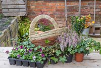 Plants required for planting up a winter wall hanging basket are Calluna vulgaris 'Michelle', Euonymus japonicus, Hedera helix, variegated holly and viola