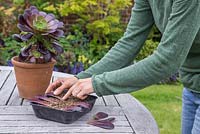 Space out the Aeonium arboreum leaves in a tray and gently firm the ends into the compost