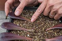 Space out the Aeonium arboreum leaves in a tray and gently firm the ends into the compost