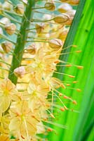 Eremurus stenophyllus - Narrow-leaved Foxtail Lily 