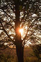 Aesculus hippocastanum - Horse Chestnut Tree with Sunstar 
