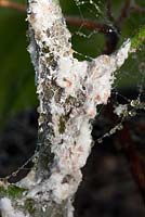 Mealybug infestation on a house plant