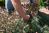Cutting of spent Dianthus flowers
