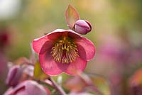 Helleborus 'Penny's Pink' - Rodney Davey Marbled Group. Harvington Hellebores