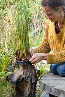 Lifting Juncus inflexus - Hard Rush from the pond