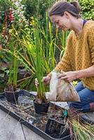Plant your divided Juncus inflexus - Hard Rush into new pond baskets and fill with gravel