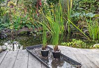 Successful division of an aquatic plant, Juncus inflexus - Hard Rush