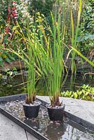 Successful division of an aquatic plant, Juncus inflexus - Hard Rush