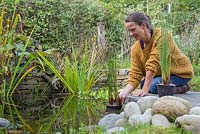 Woman returning aquatic plant to water after successful division, Juncus inflexus - Hard Rush