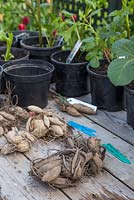 A collection of Dahlia tubers ready for planting into pots.