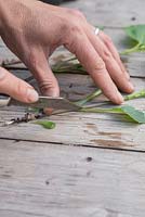 Remove all the lower leaves, leaving the top section of the cutting intact