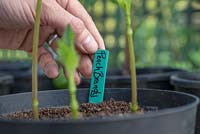 Adding a plant label for Dahlia 'Peach Brandy' cuttings