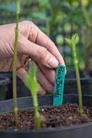 Adding a plant label for Dahlia 'Peach Brandy' cuttings