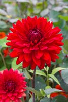 Dahlia 'Garden Wonder'