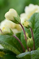 Primula 'Dawn Ansell' - Double primrose.  Flower buds starting to open, April