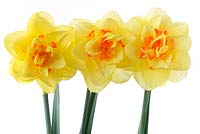 Narcissus 'Tahiti' AGM, Daffodil Division 4  Double, April