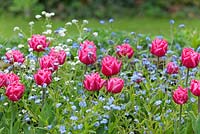 Tulipa 'Queen of Marvel' with Myosotis - Chenies Manor Gardens