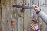 Attach the potted Sempervivums to the cast iron wheel, keeping them equally spaced apart