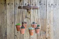 Succulent Chandelier constructed from a cast iron wheel and rope, with potted Sempervivums representing candles or lights