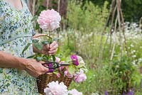 Woman holding a trug of cut roses with Rosa 'Gertrude Jekyll'