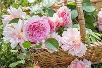 Wicker basket of cut Roses on grass. Rose 'Gertrude Jekyll', Rosa 'James Galway' and Rosa 'Constance Spry'