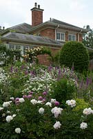 Paeonia - Peonies, Digitalis purpurea - foxgloves and Leucanthemum vulgare - Oxeye daisies on a slope infront of roses including Rosa 'Maigold', climbing scented rose on metal arches. The Garden House, Ashley, June