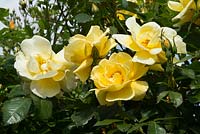 Rosa 'Maigold', climbing scented rose bred in 1953. The Garden House, Ashley, June