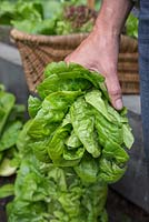 Holding harvested Lettuce 'Little Gem' - Lactuca sativa